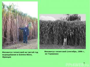 * Мискантус гигантский на третий год выращивания в Estrées-Mons, Франция Мискант