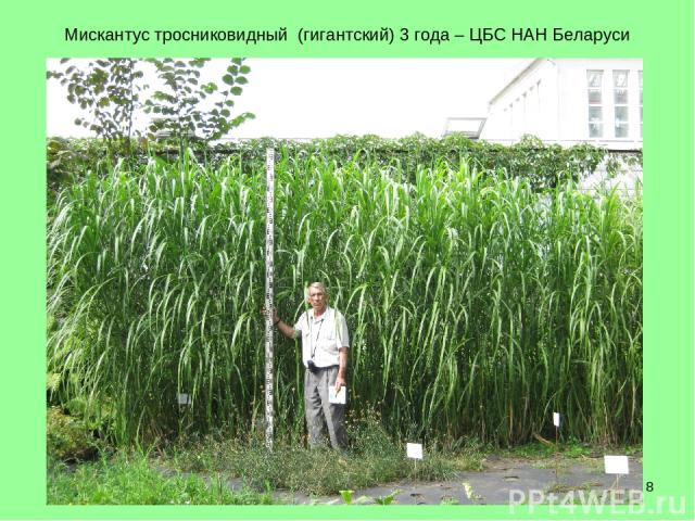 * Мискантус тросниковидный (гигантский) 3 года – ЦБС НАН Беларуси