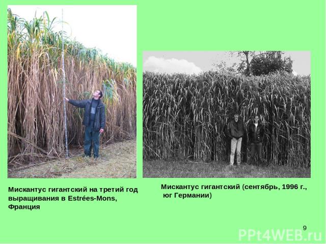 * Мискантус гигантский на третий год выращивания в Estrées-Mons, Франция Мискантус гигантский (сентябрь, 1996 г., юг Германии)