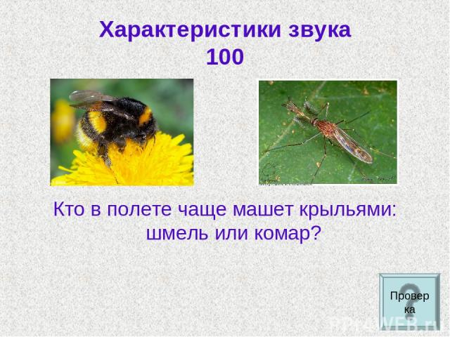 Характеристики звука 100 Кто в полете чаще машет крыльями: шмель или комар? Проверка