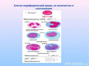 Клетки периферической крови, их количество и соотношение