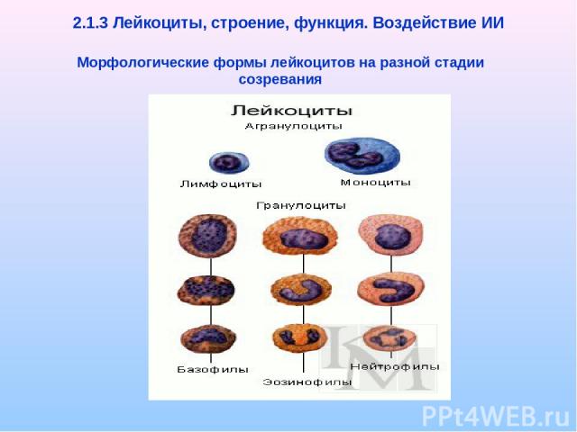 2.1.3 Лейкоциты, строение, функция. Воздействие ИИ Морфологические формы лейкоцитов на разной стадии созревания