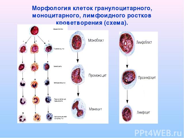Морфология клеток гранулоцитарного, моноцитарного, лимфоидного ростков кроветворения (схема).