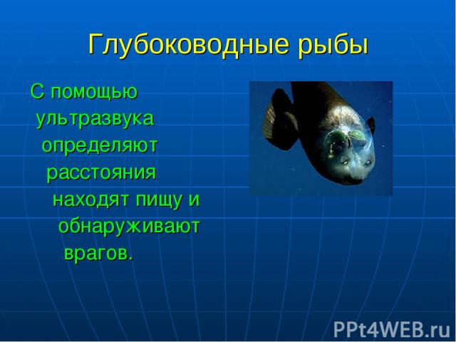 Глубоководные рыбы С помощью ультразвука определяют расстояния находят пищу и обнаруживают врагов.