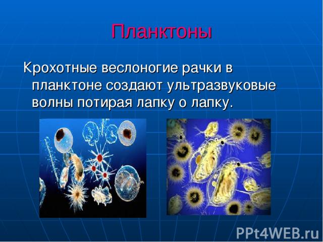 Планктоны Крохотные веслоногие рачки в планктоне создают ультразвуковые волны потирая лапку о лапку.