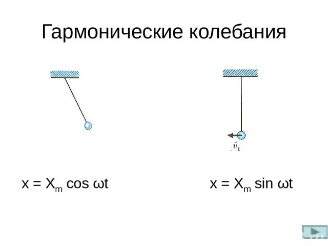 Гармонические колебания x = Xm cos ωt x = Xm sin ωt