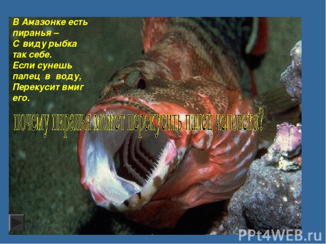 В Амазонке есть пиранья – С виду рыбка так себе. Если сунешь палец в воду, Перекусит вмиг его.