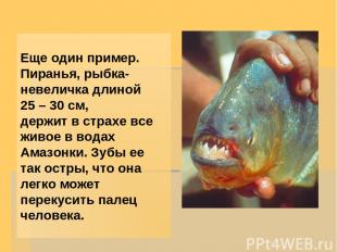 Еще один пример. Пиранья, рыбка-невеличка длиной 25 – 30 см, держит в страхе все