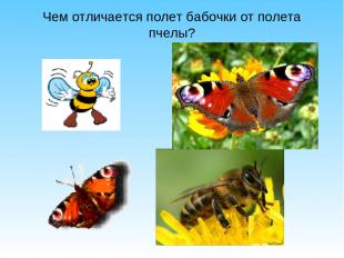 Чем отличается полет бабочки от полета пчелы?