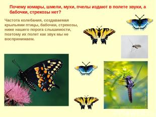 Почему комары, шмели, мухи, пчелы издают в полете звуки, а бабочки, стрекозы нет