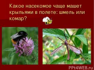 Какое насекомое чаще машет крыльями в полете: шмель или комар?
