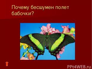 Почему бесшумен полет бабочки?