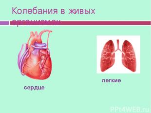 Колебания в живых организмах сердце легкие