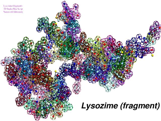 Lysozime (fragment)