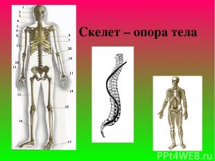Скелет – опора тела