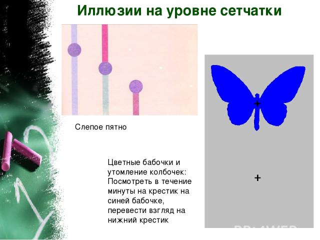 Иллюзии на уровне сетчатки Слепое пятно Цветные бабочки и утомление колбочек: Посмотреть в течение минуты на крестик на синей бабочке, перевести взгляд на нижний крестик