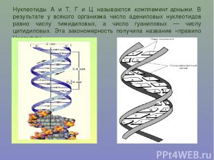 Нуклеотиды А и Т, Г и Ц называются комплементарными. В результате у всякого орга