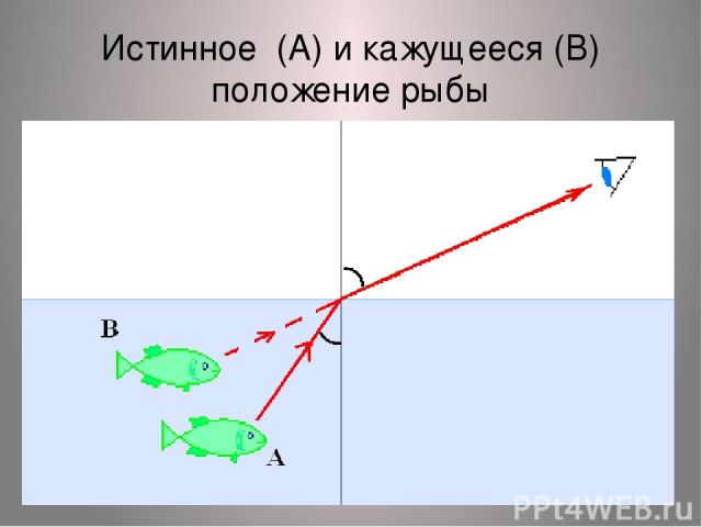 Истинное (А) и кажущееся (В) положение рыбы