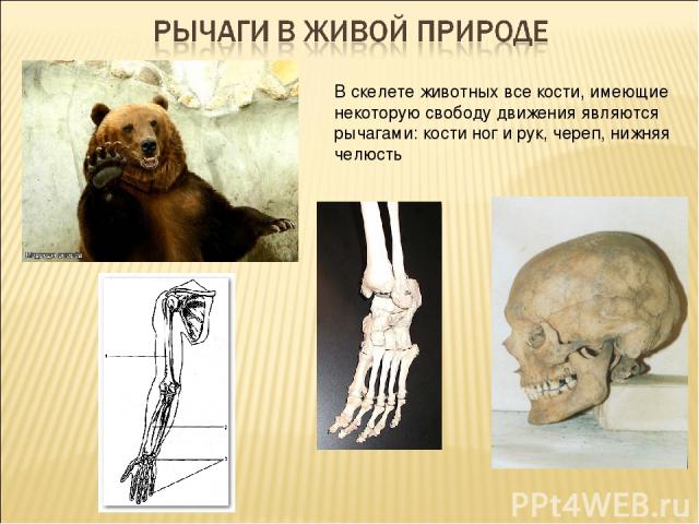 В скелете животных все кости, имеющие некоторую свободу движения являются рычагами: кости ног и рук, череп, нижняя челюсть