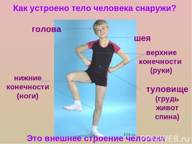 Как устроено тело человека снаружи? голова шея верхние конечности (руки) нижние конечности (ноги) туловище (грудь живот спина) Это внешнее строение человека