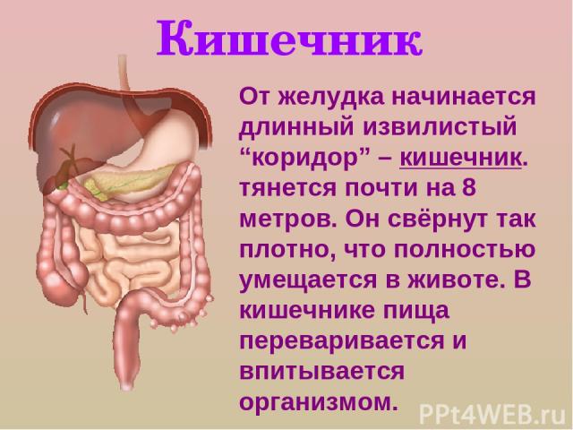 Кишечник От желудка начинается длинный извилистый “коридор” – кишечник. тянется почти на 8 метров. Он свёрнут так плотно, что полностью умещается в животе. В кишечнике пища переваривается и впитывается организмом.