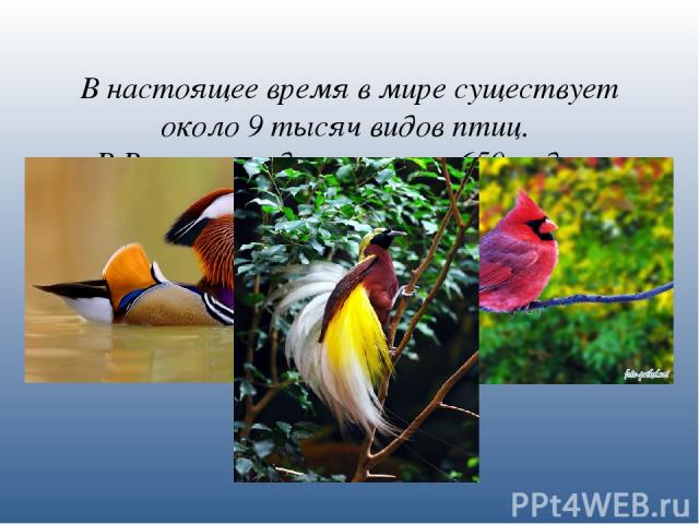 В настоящее время в мире существует около 9 тысяч видов птиц. В России гнездятся около 650 видов.