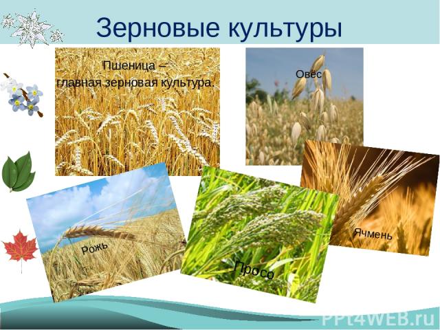 Пшеница – главная зерновая культура. Зерновые культуры Рожь Овёс Ячмень Просо
