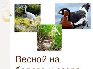 Весной на болота и озера тундры слетаются огромные стаи перелетных птиц: гуси, у