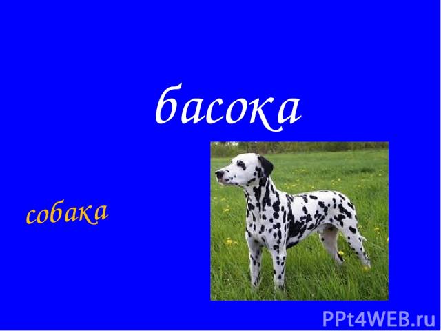басока собака
