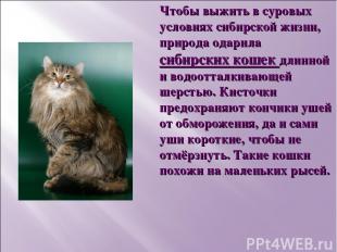 Чтобы выжить в суровых условиях сибирской жизни, природа одарила сибирских кошек