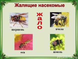 пчела шмель оса шершень