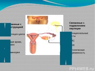 Связанные с менструацией Регуляция цикла Потеря крови, анемия Дисменорея Связанн