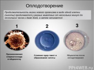 Проникновение сперматозоида в яйцеклетку Слияние ядер гамет и образование зиготы