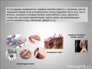 Нервная система и органы чувств Эпидермис кожи Производные кожи Из эктодермы раз