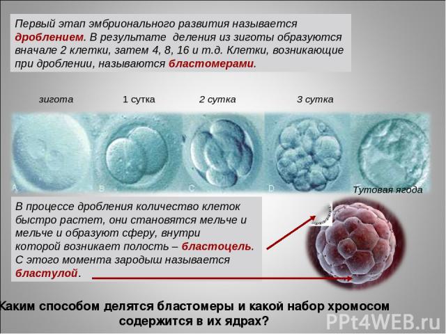 Первый этап эмбрионального развития называется дроблением. В результате деления из зиготы образуются вначале 2 клетки, затем 4, 8, 16 и т.д. Клетки, возникающие при дроблении, называются бластомерами. В процессе дробления количество клеток быстро ра…