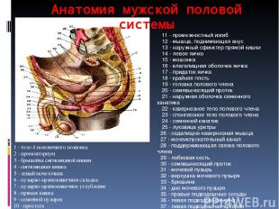 Анатомия мужской половой системы 1 - тело 4 поясничного позвонка 2 - промонториу