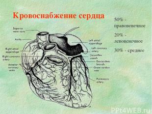 Кровоснабжение сердца 50% - правовенечное 20% - левовенечное 30% - среднее