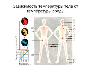 Зависимость температуры тела от температуры среды