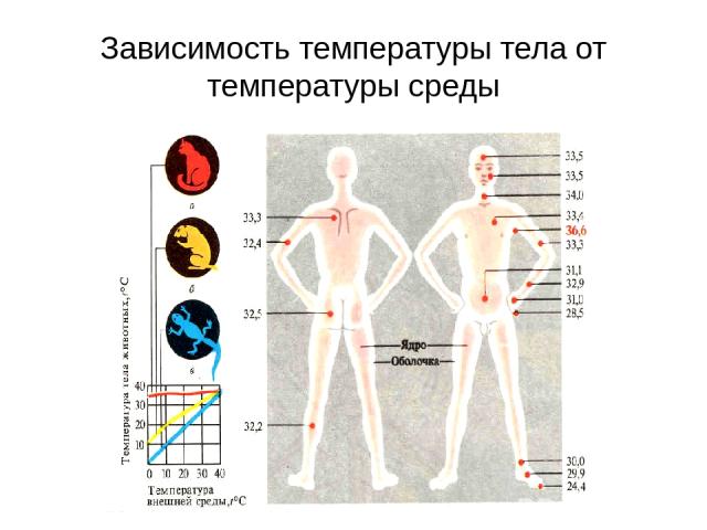 Зависимость температуры тела от температуры среды