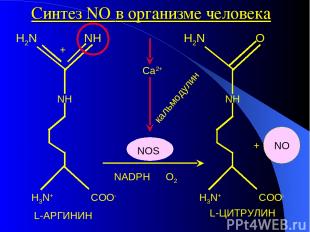 + кальмодулин Ca2+ NOS NADPH O2 Синтез NO в организме человека L-АРГИНИН L-ЦИТРУ