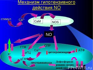 Механизм гипотензивного действия NO стимул Са2+ NOS CaM NO рГЦ К+ СПР Са2+ цГМФ
