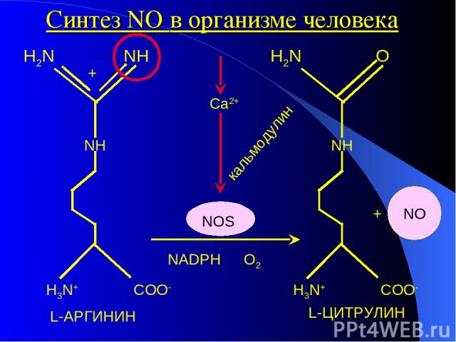 + кальмодулин Ca2+ NOS NADPH O2 Синтез NO в организме человека L-АРГИНИН L-ЦИТРУЛИН
