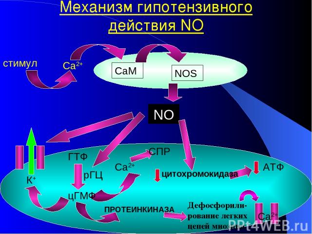 Механизм гипотензивного действия NO стимул Са2+ NOS CaM NO рГЦ К+ СПР Са2+ цГМФ ПРОТЕИНКИНАЗА Дефосфорили-рование легких цепей миозина АТФ цитохромокидаза ГTФ