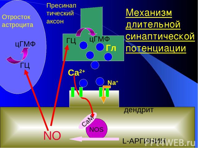 NOS CaM NO L-АРГИНИН Отросток астроцита ГЦ цГМФ Гл Na+ дендрит ГЦ цГМФ Пресинаптический аксон Механизм длительной синаптической потенциации Са2+