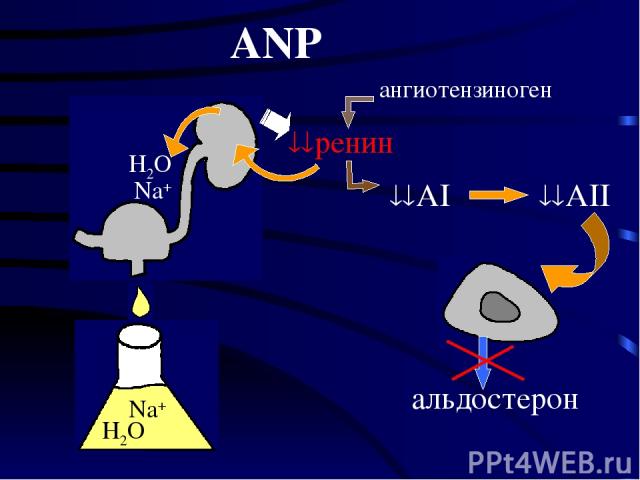 ангиотензиноген ANP AI AII альдостерон H2O Na+ H2O Na+ ренин