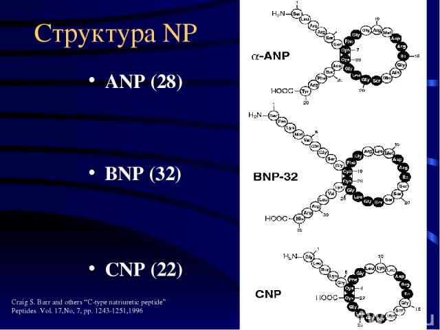 Структура NP ANP (28) BNP (32) CNP (22) Craig S. Barr and others “C-type natriuretic peptide” Peptides Vol. 17,No, 7, pp. 1243-1251,1996