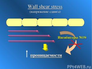 Wall shear stress (напряжение сдвига) Ингибиторы NOS
