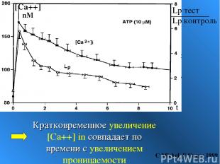 Кратковременное увеличение [Ca++] in совпадает по времени с увеличением проницае