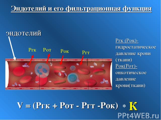 К эндотелий Эндотелий и его фильтрационная функция Ргк (Рок)- гидростатическое давление крови (ткани) Рок(Рот)-онкотическое давление крови(ткани)