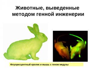 Животные, выведенные методом генной инженерии Флуоресцентный кролик и мышь с ген